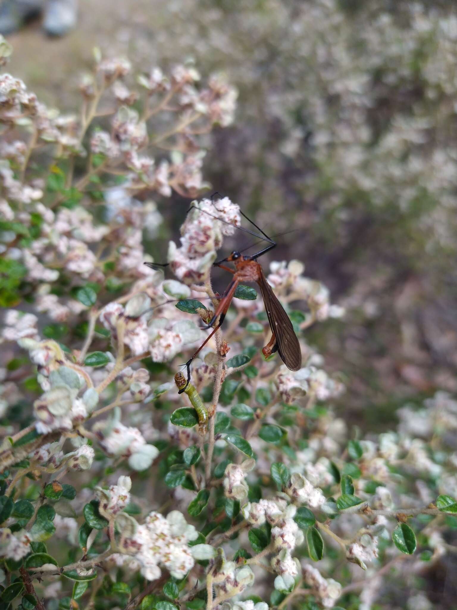 Image of Harpobittacus australis (Klug 1838)