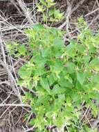 Mirabilis grandiflora (Standl.) Standl. resmi