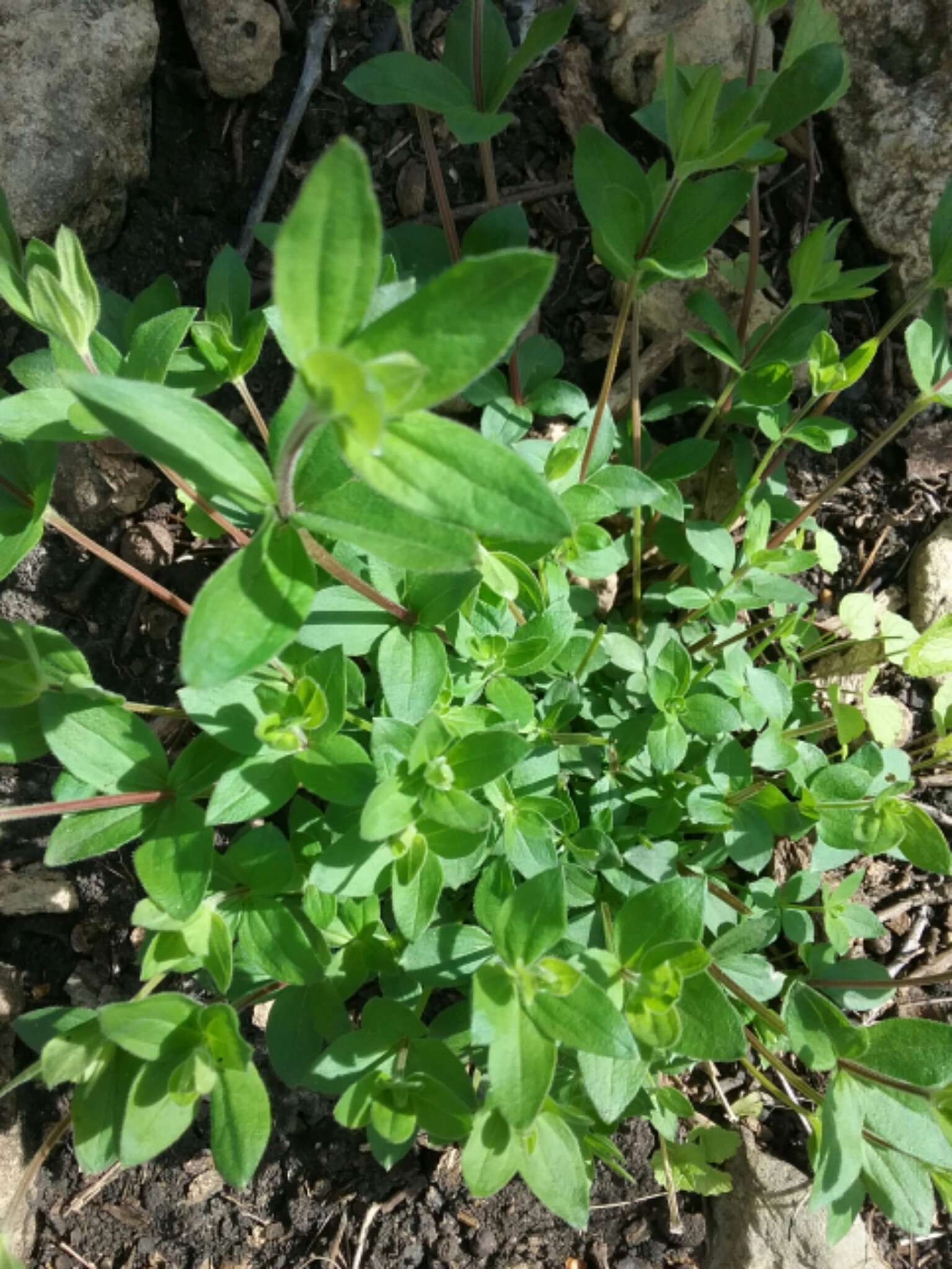 Image of licorice bedstraw