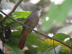 Image of Eastern Bearded Greenbul