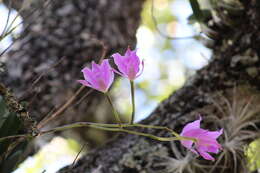 Image of Laelia furfuracea Lindl.