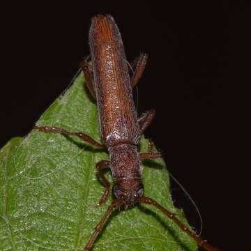 Image of Aneflomorpha