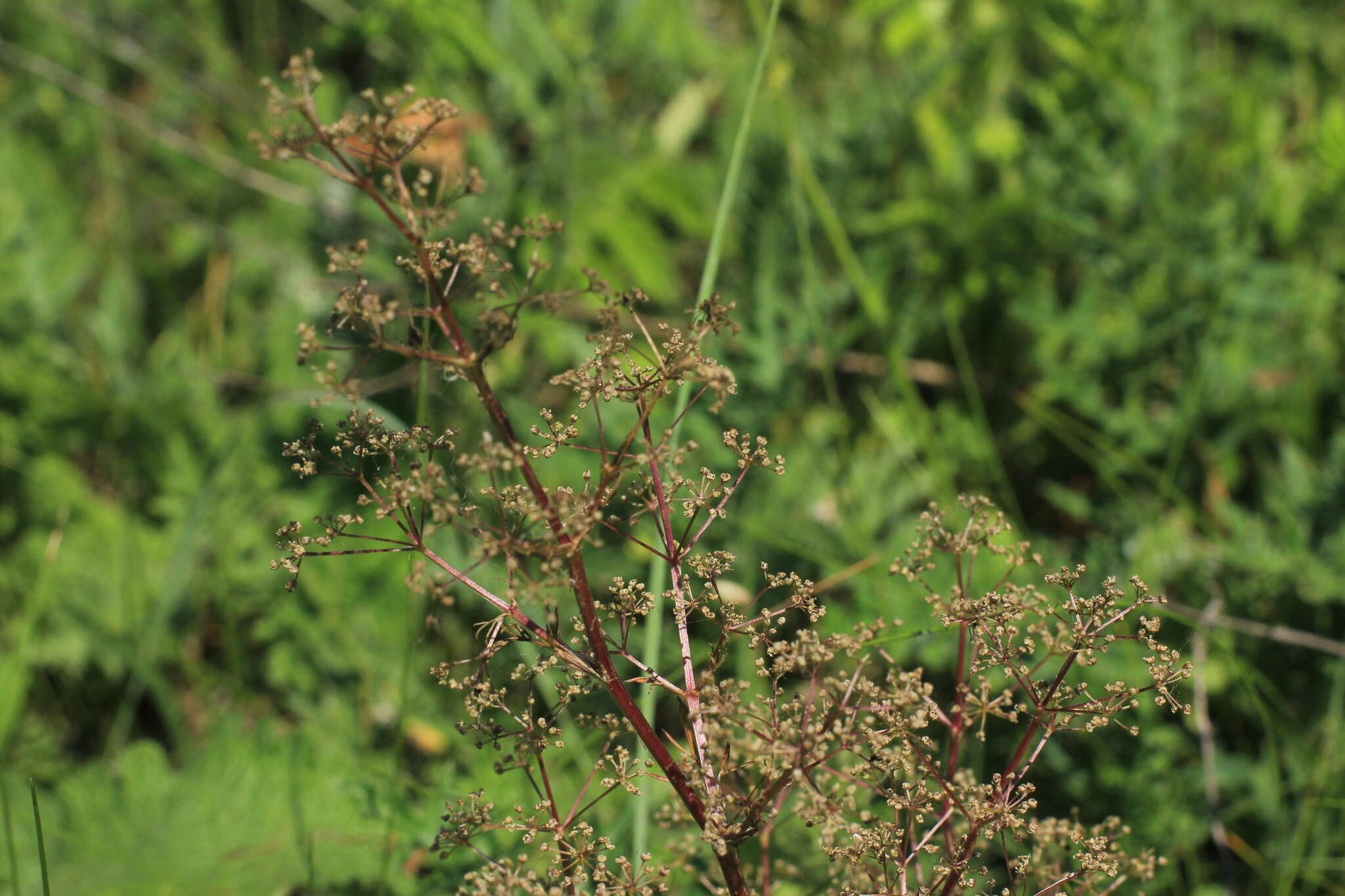 Trinia multicaulis (Poir.) Schischkin resmi