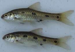 Image of Sidespot barb