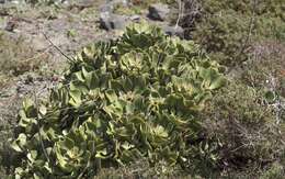 Image of Aeonium glutinosum (Ait.) Webb & Berth.