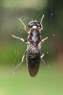 Image of Cephalochrysa calopa (Bigot 1879)