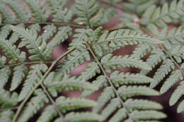 Sivun Dryopteris sacrosancta Koidz. kuva