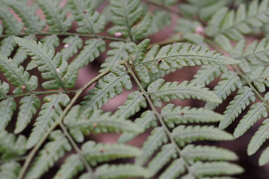 Image of Dryopteris sacrosancta Koidz.