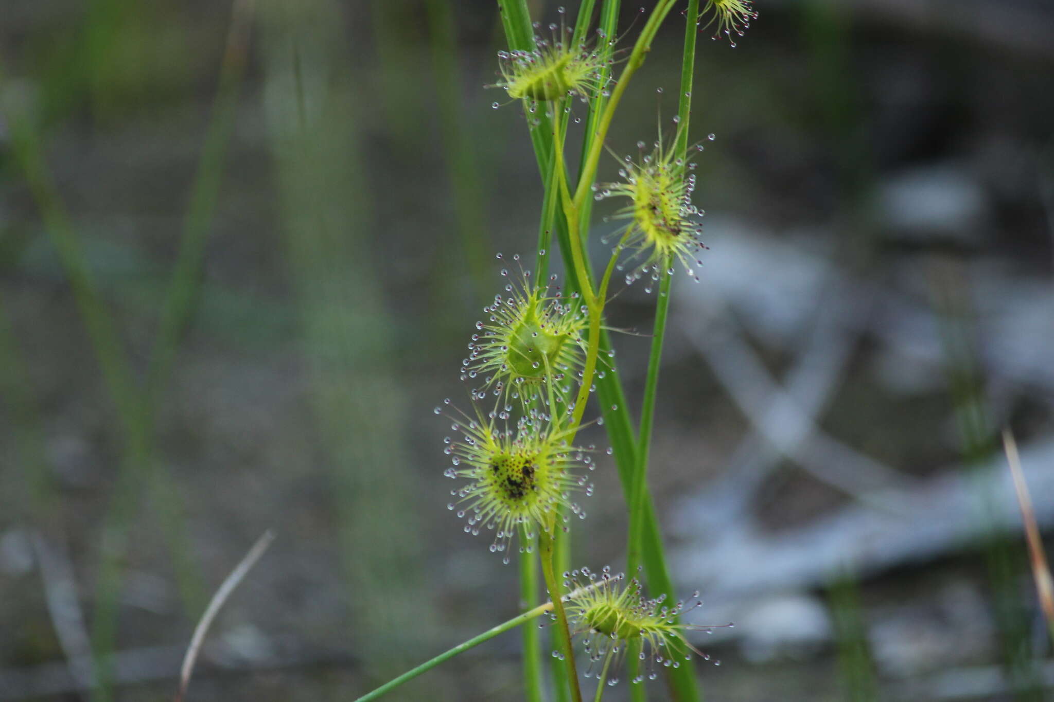 Drosera gunniana的圖片