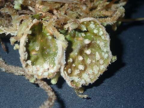 Image of Peltigera ulcerata Müll. Arg.