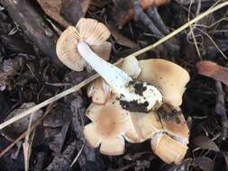 Image of Marasmius nigrodiscus (Peck) Halling 1983