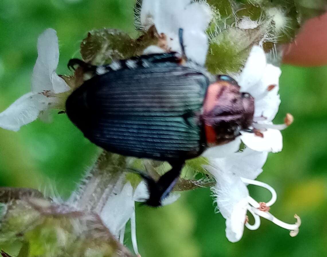 Image de Strigoderma sulcipennis Burmeister 1844