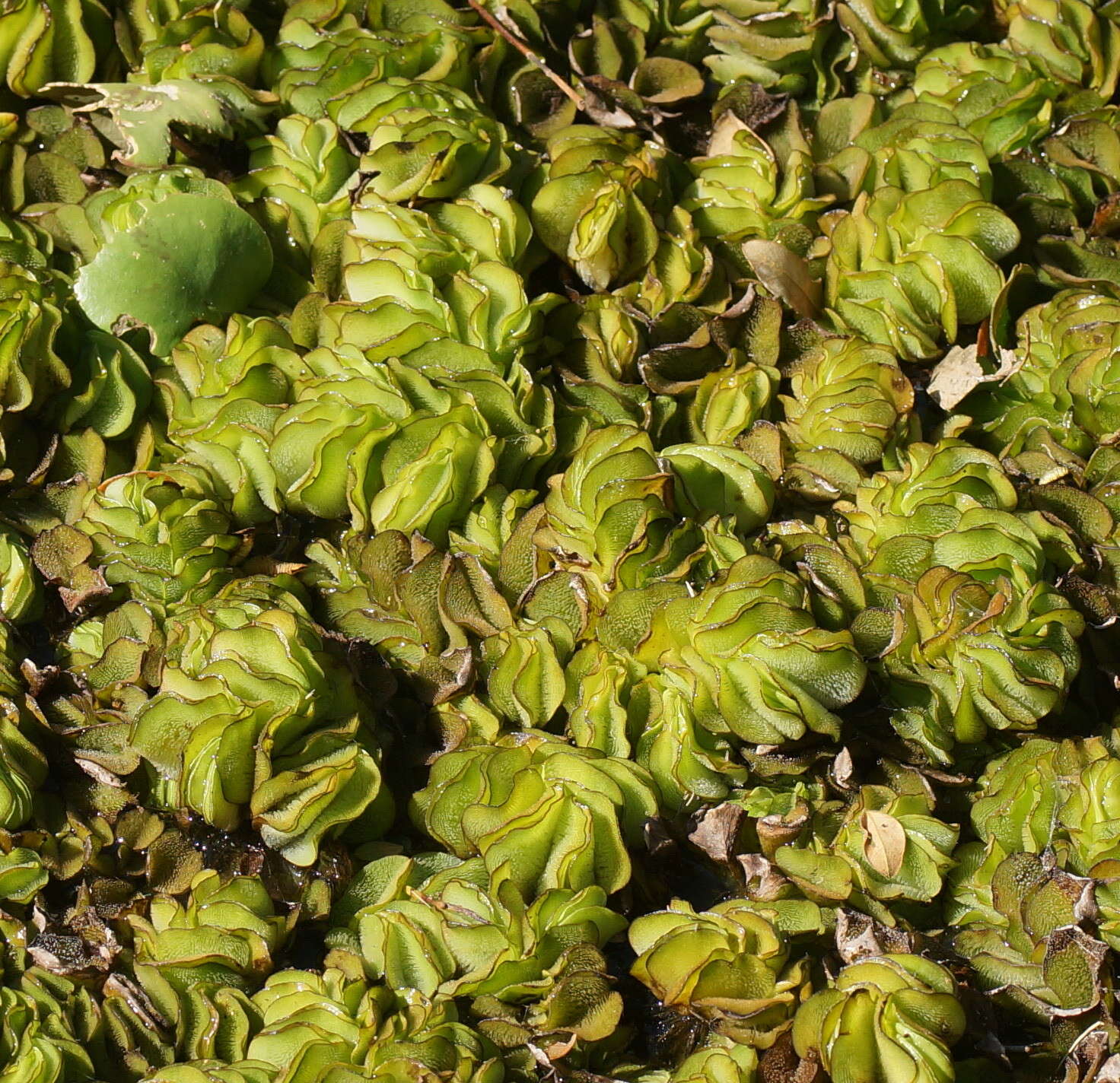 Image of Kariba-Weed