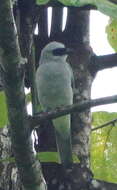 Imagem de Coracina papuensis hypoleuca (Gould 1848)