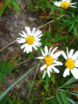 Image of Arctanthemum