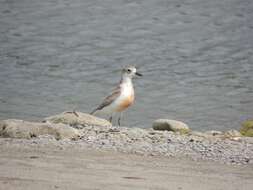 Charadrius obscurus aquilonius Dowding 1994 resmi