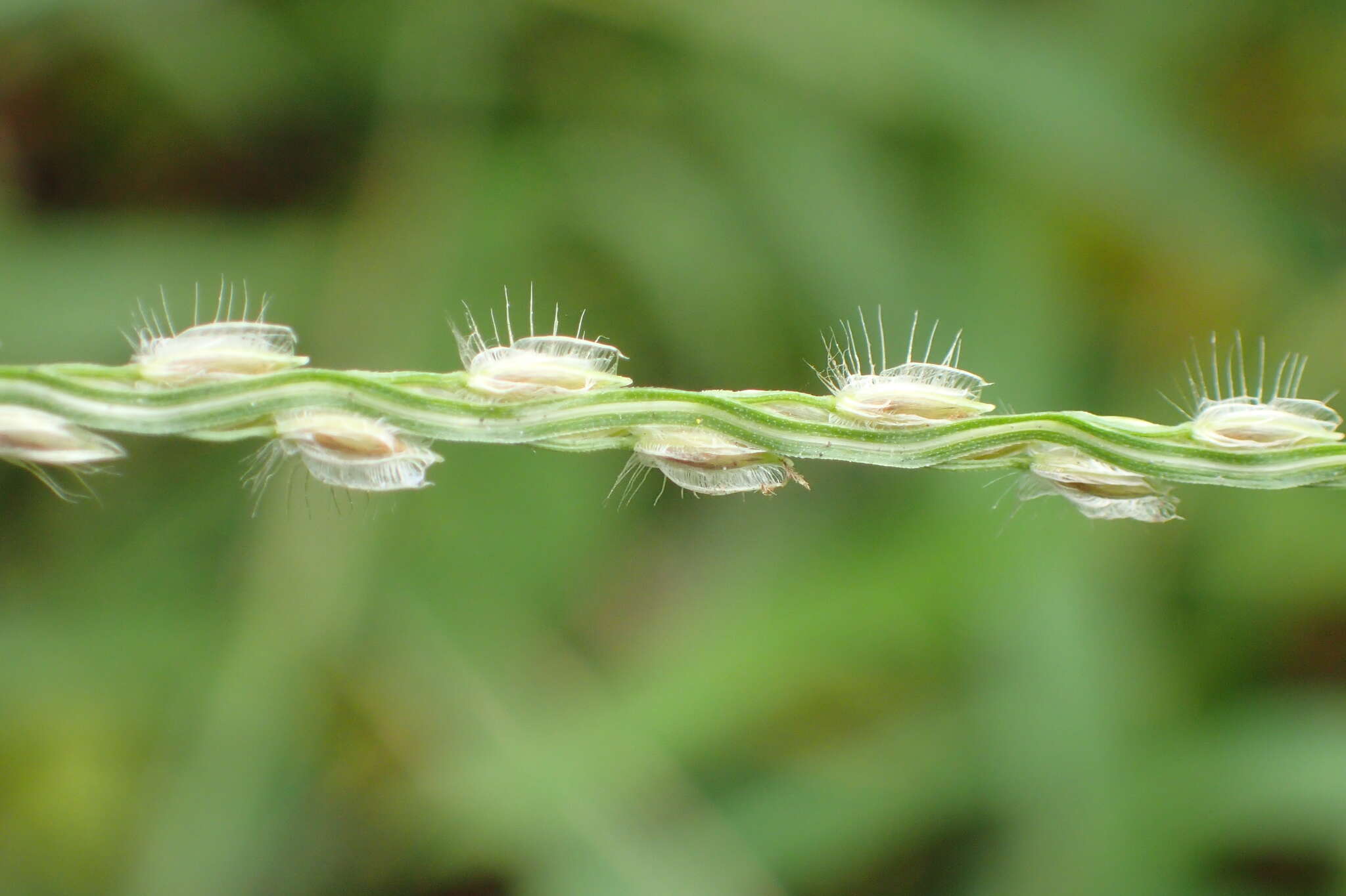 Image of Asian crabgrass