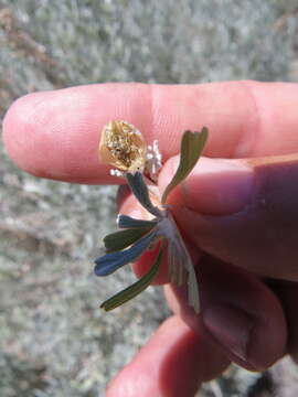 Image of Rhopalomyia obovata Gagne 1983