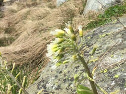 Petasites albus (L.) Gaertn.的圖片