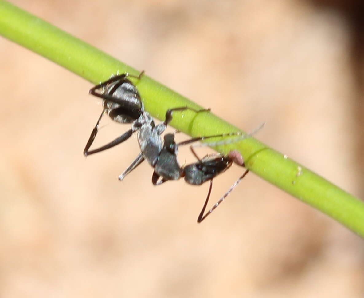 Camponotus angusticeps Emery 1886的圖片