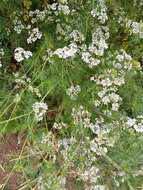 Image of coriander