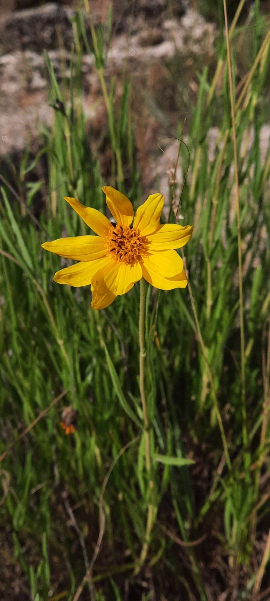 Image de Zexmenia buphtalmiflora (Lorentz) L. Ariza Espinar