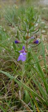 Image of Texas sage