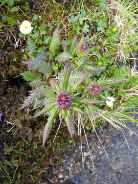 Image of Beakless Red Lousewort