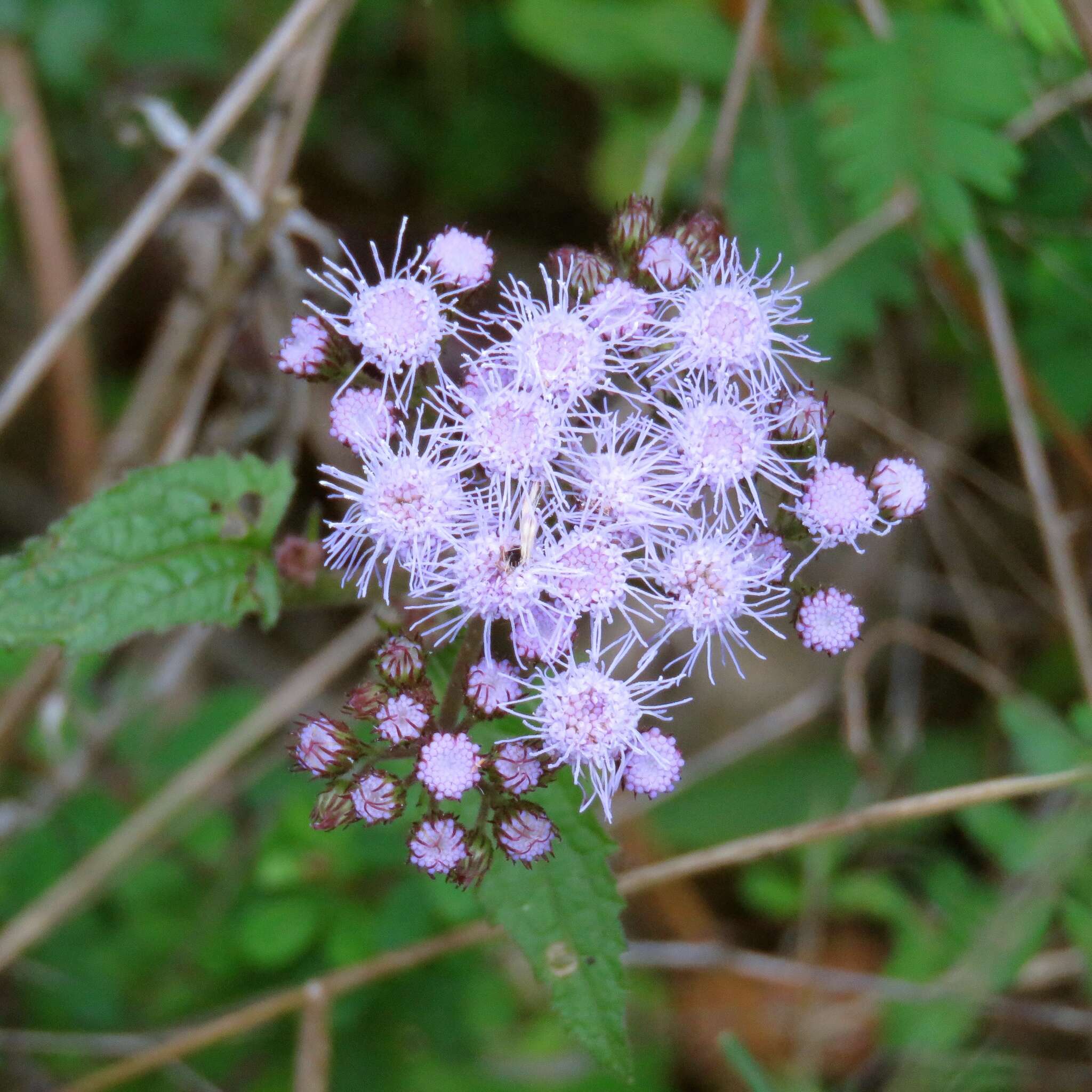 Plancia ëd Conoclinium coelestinum (L.) DC.