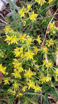 Image of Yellow (Mountain) Saxifrage