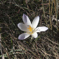 Image of various-coloured crocus