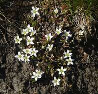 Image of Minuartia recurva (All.) Schinz & Thell.