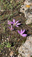 Image of Colchicum filifolium (Cambess.) Stef.