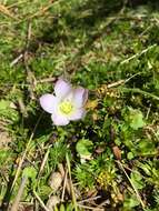 Image of Gentianella cerastioides (Kunth) Fabris