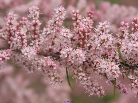 Imagem de Tamarix gallica L.