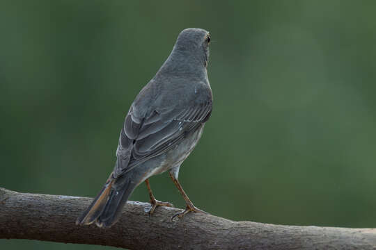 Image of Black-throated Thrush