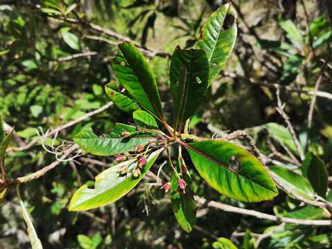 Image of Forgesia racemosa J. F. Gmel.