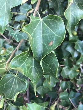 Image of Small-leaved tulip-tree