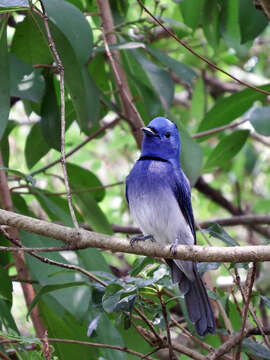 Image of Hypothymis azurea oberholseri Stresemann 1913