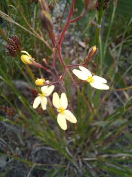 Image de Stylidium diademum Wege