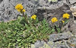 Image of Solidago simplex var. nana (A. Gray) G. S. Ringius