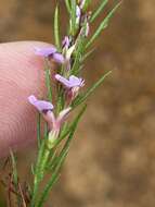 Image of Muraltia hyssopifolia Chod.