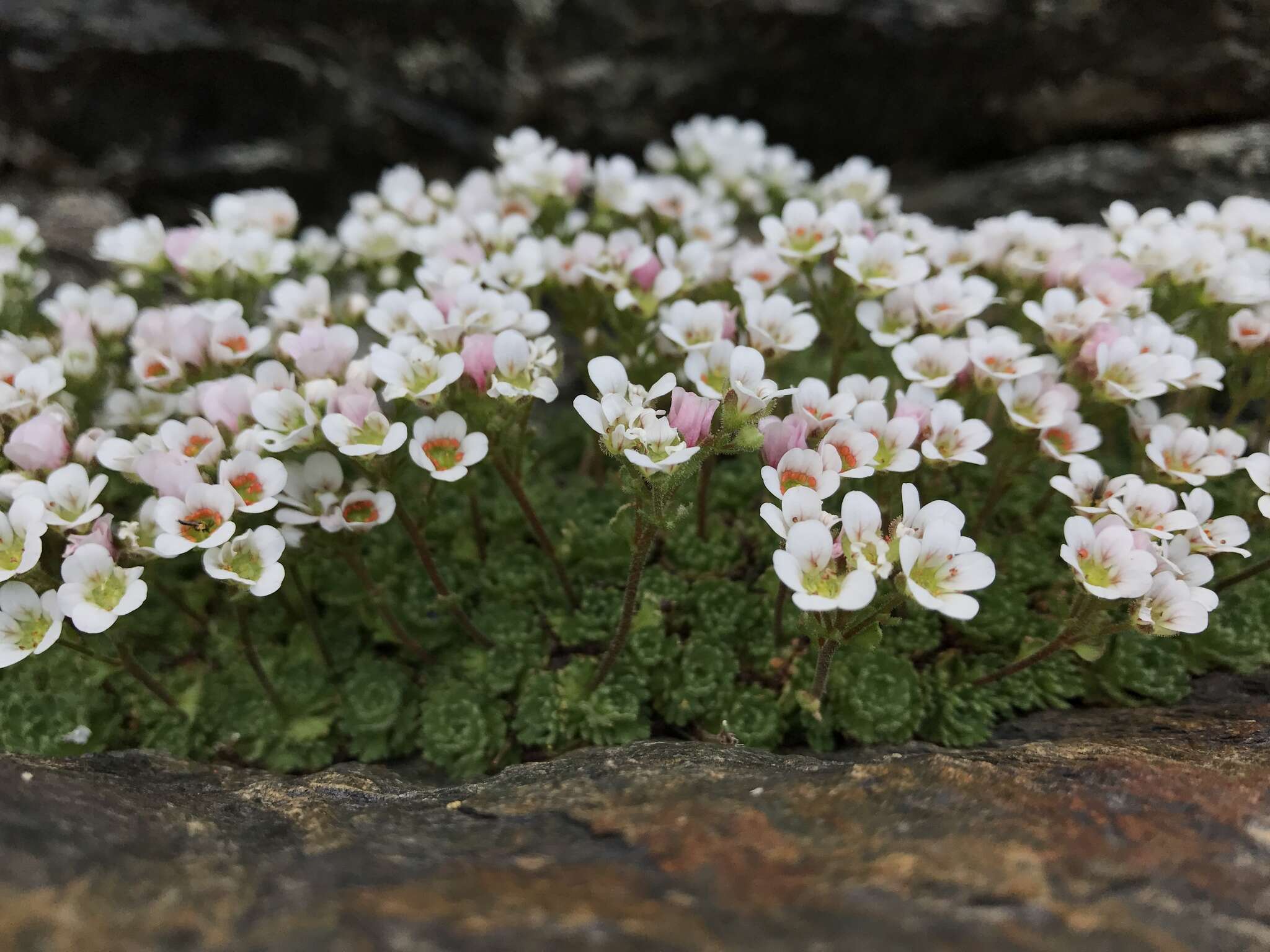 Sivun Saxifraga nevadensis Boiss. kuva