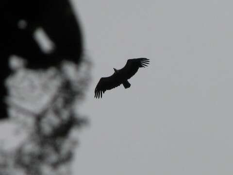 Image of Eurasian Griffon Vulture