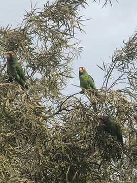 Image of Red-masked Conure