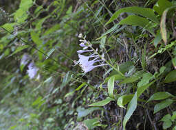 Imagem de Hosta longipes var. longipes