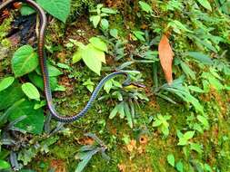 Слика од Dendrelaphis cyanochloris (Wall 1921)