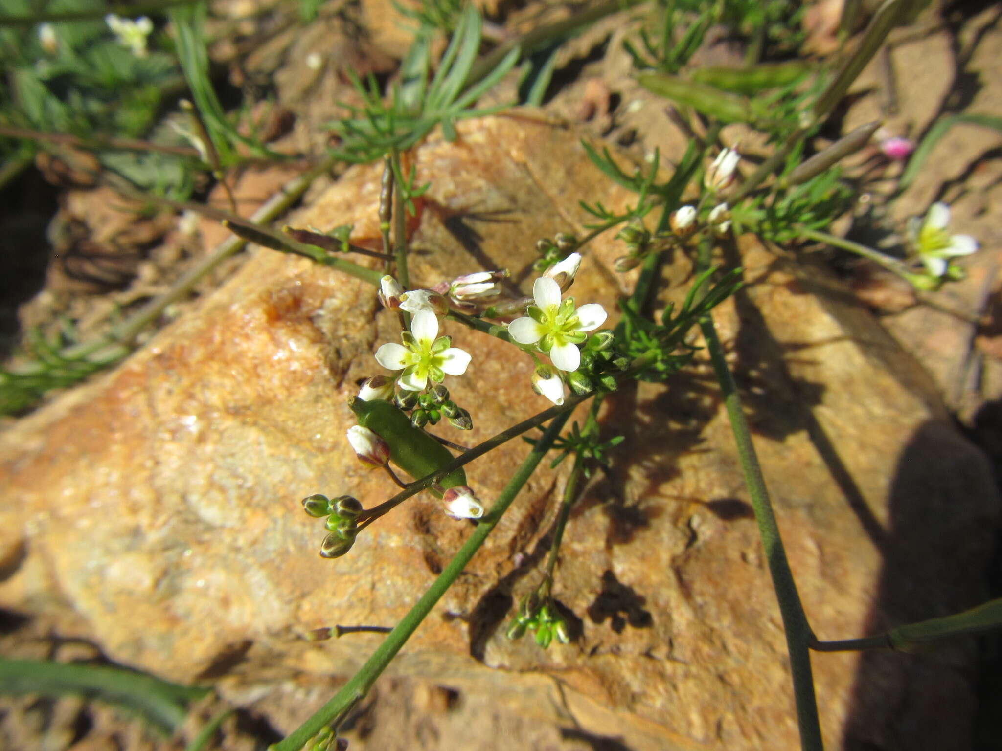 Plancia ëd Heliophila diffusa var. diffusa