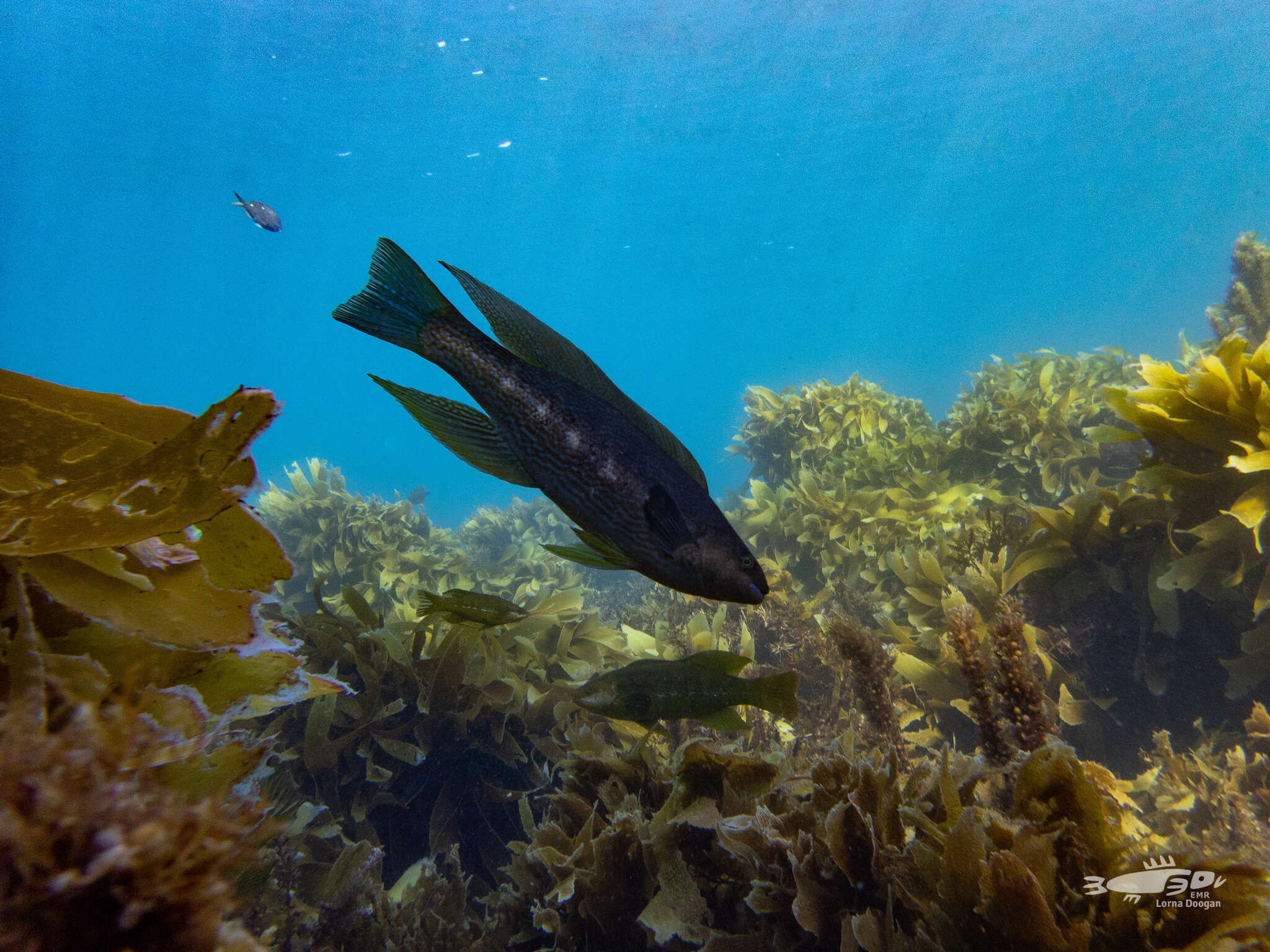 Image of Butterfish