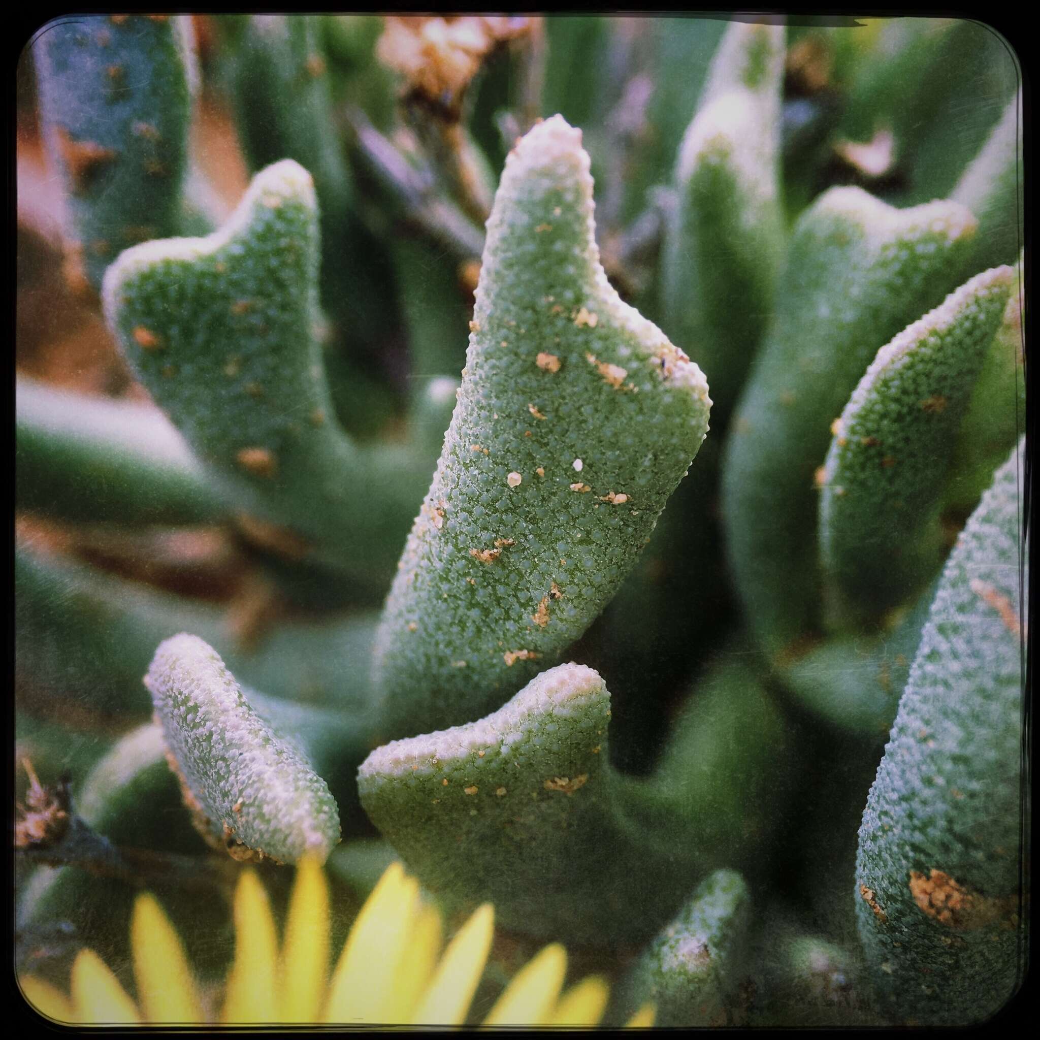 Image of Rhombophyllum dolabriforme (L.) Schwant.